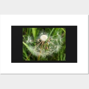 Dandelion Poof: Make-a-Wish for All Eternity Posters and Art